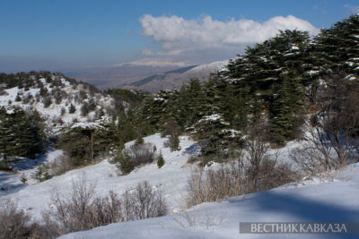 Ливанский кедр