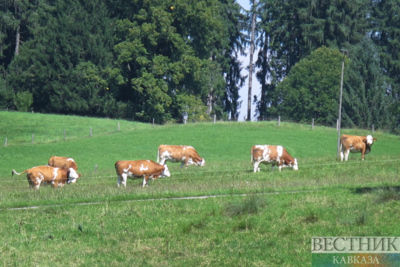 Russia becomes main supplier of milk to Georgian market