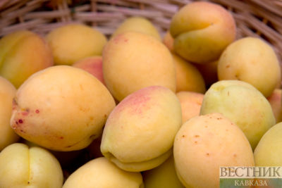 Armenian apricots spoiled en route to Spain