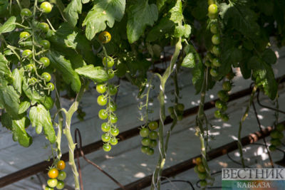 Moscow and Baku discuss expanding agricultural cooperation
