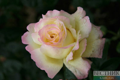 Rosselkhoznadzor stops import of Armenian roses from Belarus
