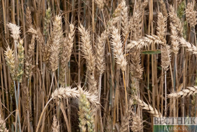 Russian grain to be shipped to Armenia via Azerbaijan tomorrow