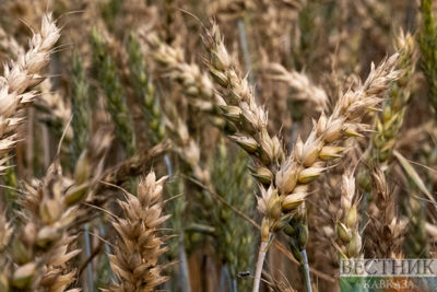 Nearly 40 wagons of Russian wheat shipped to Armenia via Azerbaijan