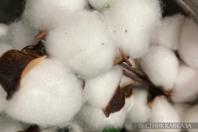 Azerbaijan increases cotton exports by 30 percent