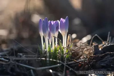 Primroses in Moscow 2025: how crocuses, chionodoxas and coltsfoot bloomed